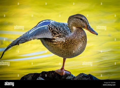 Duck Stretches Wing Stock Photo Alamy