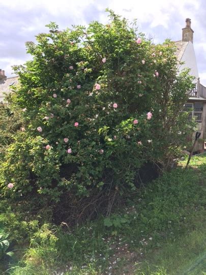 Shop with confidence on ebay! Scented Shrub Rose - Anyone recognise this please : Grows ...