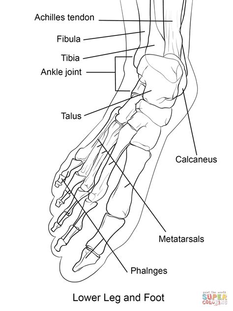 Human Foot Bones coloring page from Anatomy category. Select from 28336