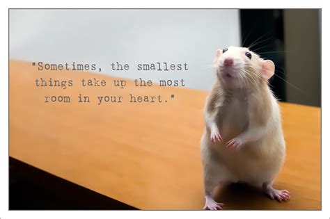 Cute Rat Quotes Best Of Forever Quotes