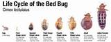 Cost Of Bed Bug Control