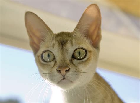 The streets of singapore are the origin of this breed. Singapura Katze im Rasseportrait | ZooRoyal Magazin