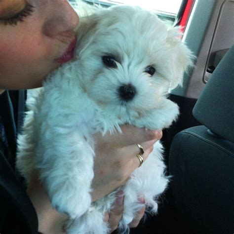 Yesterday We Got Our Ludde A 8 Weeks Old Maltese Boy We Love Him Dearly