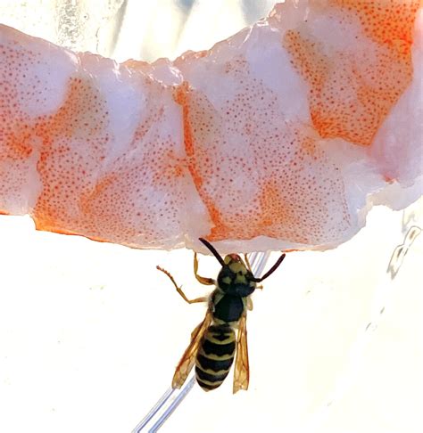 Unseen Things Wasps Rove Pest Control
