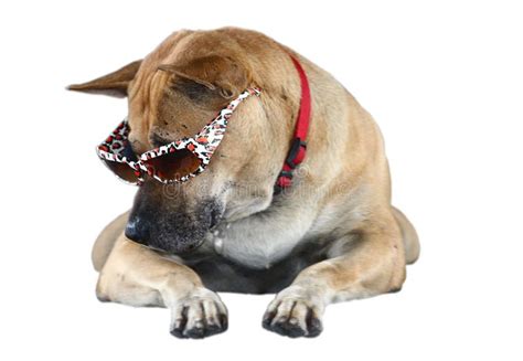 Funny Dog Wearing Sunglasses Stock Image Image Of Sunglasses