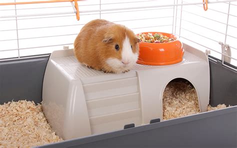 Best Indoor Guinea Pig Cage Models Reviewed With Tips For Choosing