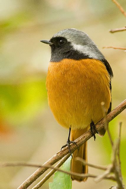 The old world flycatchers are a large family, the muscicapidae, of small passerine birds mostly restricted to the old world (europe, africa and asia). Old World Flycatcher coloring, Download Old World ...