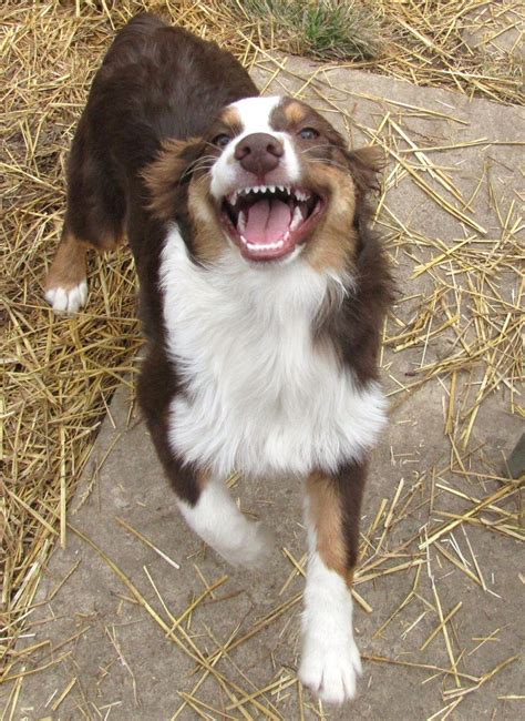 The Aussie Grin Yes The Really Do Smile At You My Dog Will Smile