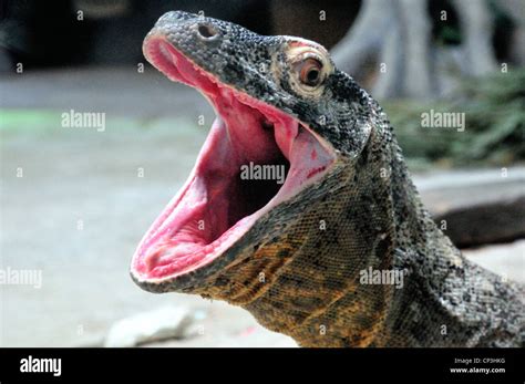 Komodo Dragon With Mouth Wide Open Stock Photo Alamy