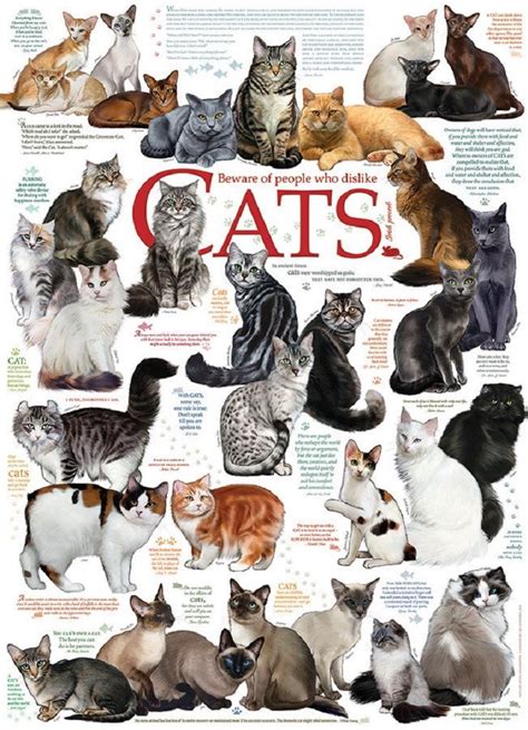 Identification cat breeds chart