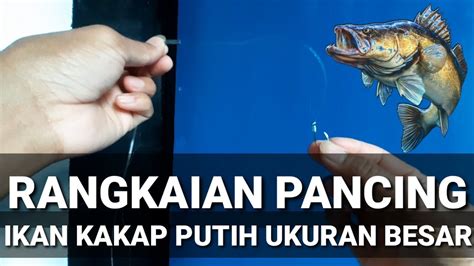Maybe you would like to learn more about one of these? RANGKAIAN PANCING IKAN KAKAP PUTIH UKURAN BESAR - YouTube