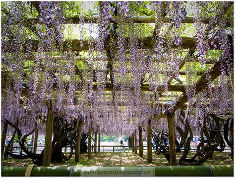 Keindahan Taman Bunga Ashikaga Di Jepun
