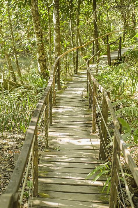 Wooden Footpath In The Middle Of The Forest Stock Image Image Of