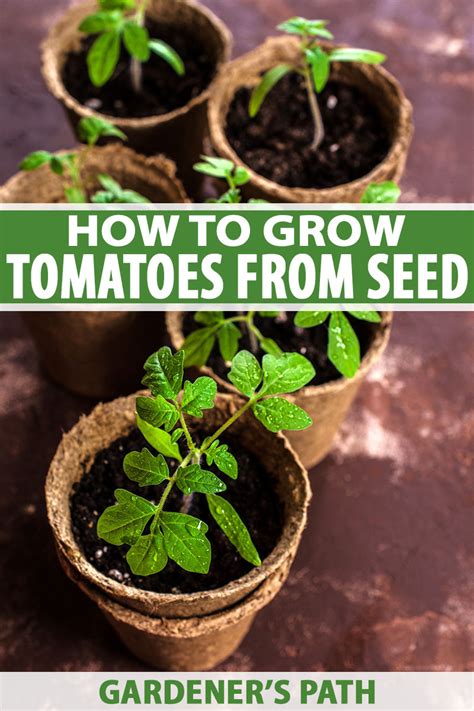 How To Grow Tomatoes From Seed Gardeners Path