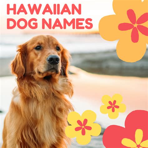 100 Beautiful Hawaiian Dog Names Artofit