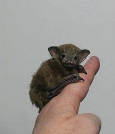 Check out our bumblebee bat selection for the very best in unique or custom, handmade pieces from our shops. The Bumblebee bat, (or Kitti's Hog Nosed Bat as it is also ...