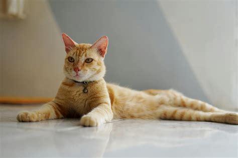 Foto De Stock Gratuita Sobre Amante De Los Gatos Gato Mascota