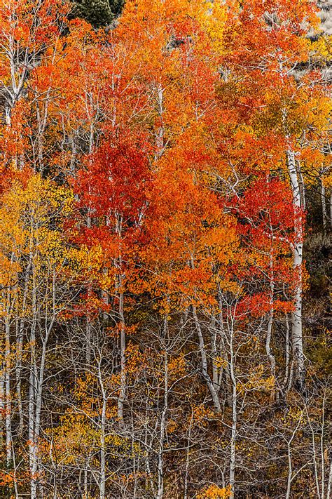 Eastern Sierra Fall Photograph By Wes And Dotty Weber Fine Art America