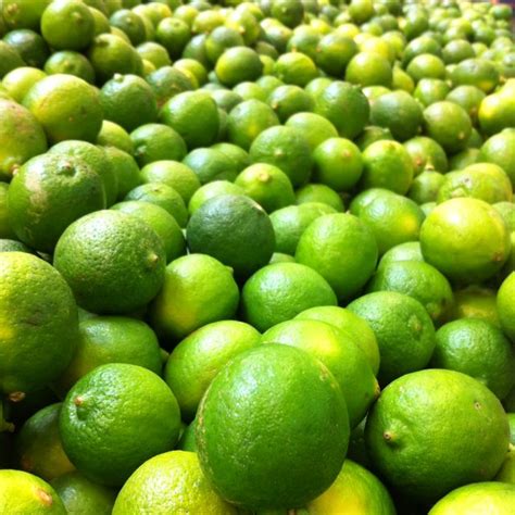 And there is more to just growing them for margaritas and alcoholic beverages. Mexican key limes (With images) | Lime, Key lime, Citrus