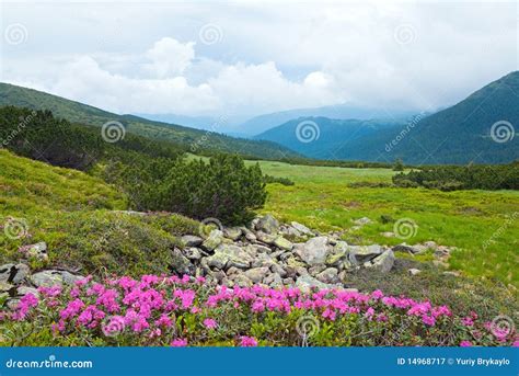 Rhododendron Flowers In Summer Mountain Stock Image Image Of Summer