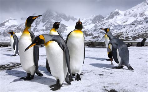 Descargar Fondos De Pantalla Real De Los Pingüinos La Vida Silvestre