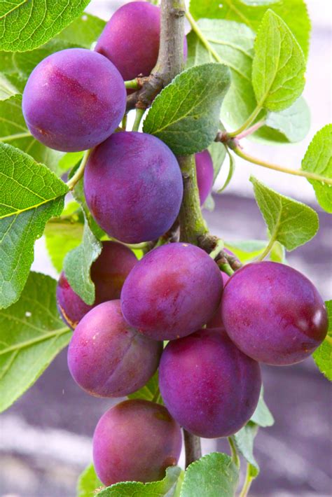 Fruit is large, cylindrical, outer shell is dark purplish red, fruit flesh hard, sweet, juicy fruit flesh is yellowish green color. Methley Plum Tree | Fruit Trees | Ison's Nursery ...