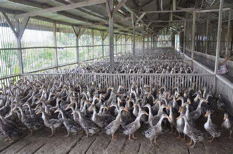 Ternak Bebek Petelur Sukses Kandang Bibit Pakan And Pemanenan Telur