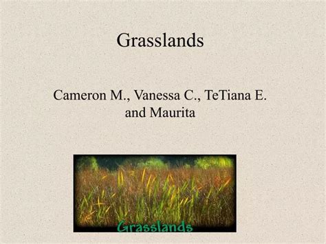 Ppt Grasslands Powerpoint Presentation Free Download Id113639