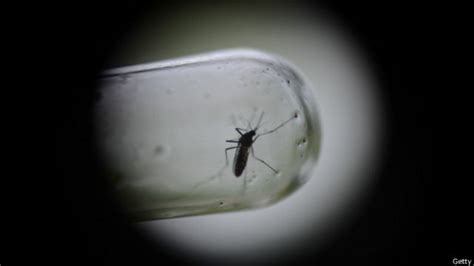 lo que se sabe de la primera vacuna que se fabrica contra el dengue bbc news mundo