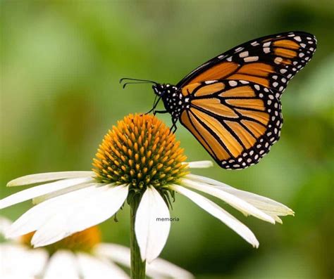 the 13 best places to see monarch butterflies in california