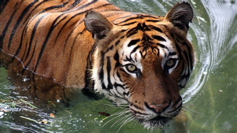International Tiger Day 10 Facts On Tigers To Celebrate Our Striped