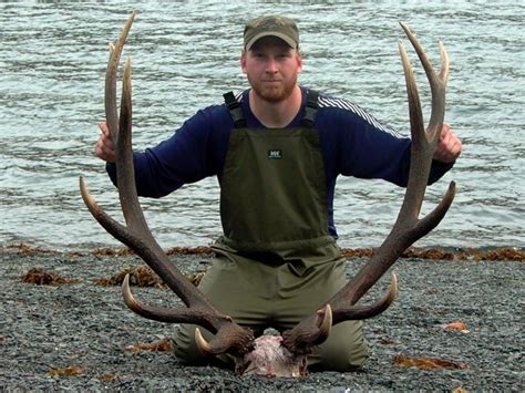 Roosevelt Elk Hunt Kodiak Afognak And Raspberry Island