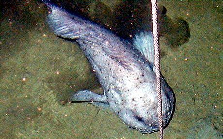 Mar 31, 2021 · blobfish don't have a skeleton, only a partial backbone. Blobfish - "OCEAN TREASURES" Memorial Library