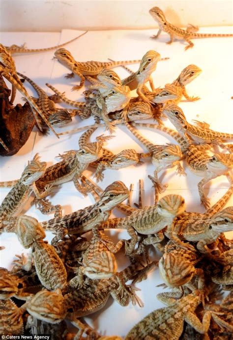Ben Whittaker Leaping Lizards Boy Breeds 91 Babies From