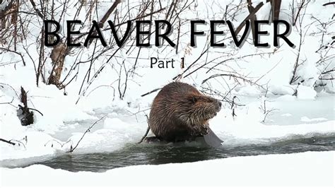 Wild Maine Episode 1 Beaver Fever 2022 Part 1 Spring Beaver