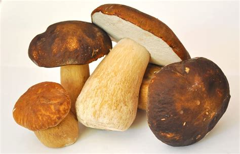 The 12 Healthiest Mushrooms That You Can Eat