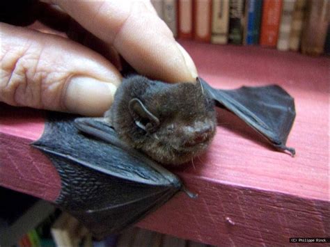 New Caledonia Wattled Bat Chalinolobus Neocaledonicus Is