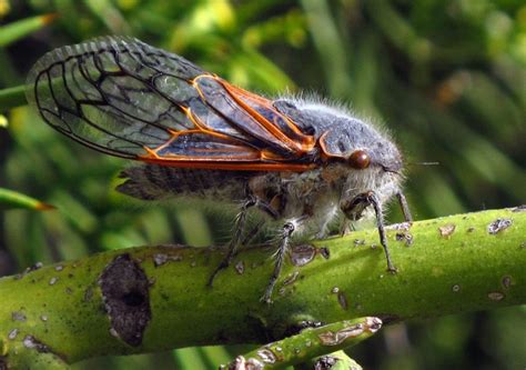 A new zealand based rock group (formed 1992), an electronic musician (now called. Cicadas Race to Catch Up With Their Evolving Endosymbionts