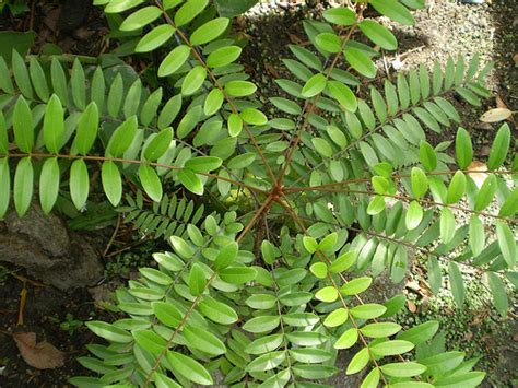 In fact, several studies have noted testosterone promoting effects from people taking a tongkat ali supplement. Eurycoma longifolia - ital is vital