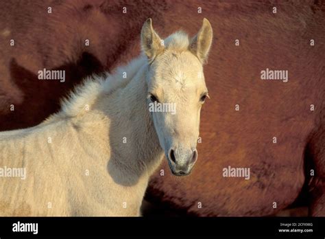 Horse Ears Pricked Hi Res Stock Photography And Images Alamy
