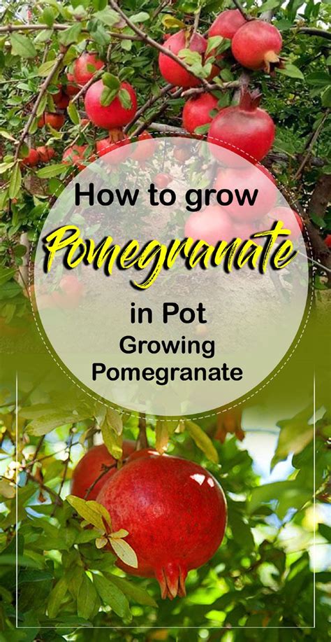 Sep 23, 2018 · the leaves at the top of the tree create aesthetic balance. How to Grow Pomegranate in Pot | Growing Pomegranate tree ...