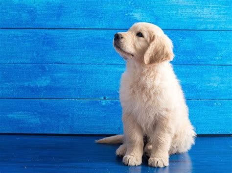 Sharing photos, inspiration, design tips & videos for the creative community. "Will to please" beim Hund: Was ist das?