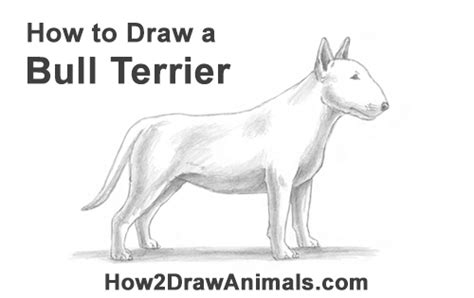 How To Draw A Dog From The Side A Dog Is A Mans Best Friend Bmp Alley