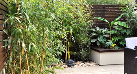 A lush and bushy bamboo, chinese dwarf (bambusa guangxiensis) is a beautiful compact plant, which makes an excellent small privacy screen, pot plant or feature in a garden bed. Tropical garden ideas in London