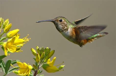 The male rufous, glowing like new copper penny, often defends a patch of flowers in a mountain meadow, vigorously chasing away all intruders (including larger birds). In-Flight Rufous Hummingbird - Click image to view larger ...