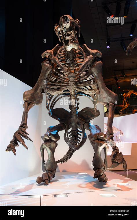 Fossil skeleton of an extinct Ground Sloth (Eremotherium Stock Photo