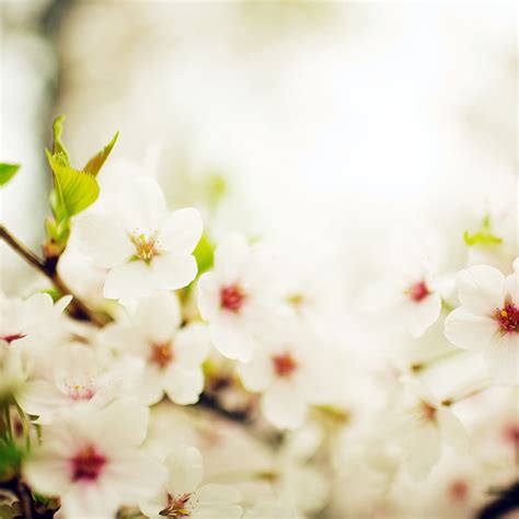 Freeios7 Mq75 Blossom Cherry Spring Sakura Nature Flower Parallax