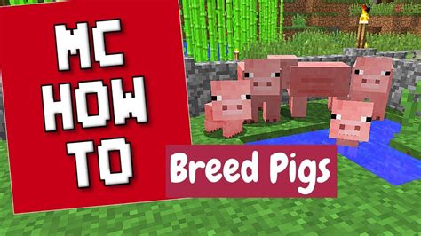 How To Breed Pigs Minecraft Tutorial Youtube