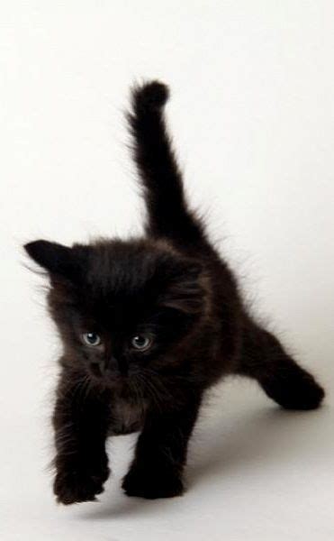Black Kittens Kittens And Kitty On Pinterest