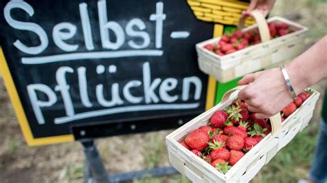 Auf vielen höfen können besucher aber auch selber pflücken. Erdbeeren pflücken Köln: Diese Erdbeerfelder öffnen zum ...